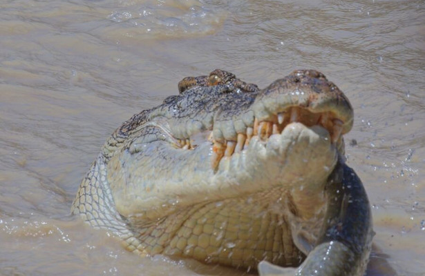 Crocodile - Australia's greatest survivor