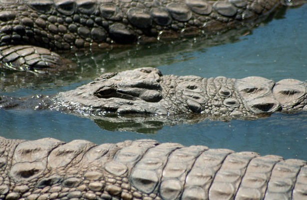 Crocodiles Revealed