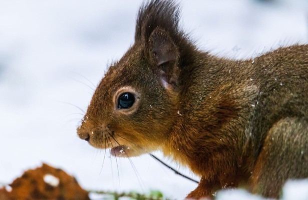 Cumbria's red squirrels