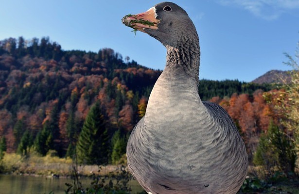 Das Almtal - Mächtige Berge, klares Wasser und faszinierende Wildtiere