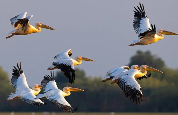 Das Donaudelta - Naturparadies am Rande Europas