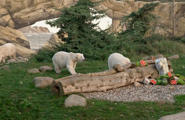 Das erste Jahr der Eisbären-Zwillinge - Von 500 Gramm auf 150 Kilo