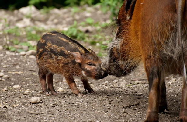 Das erste Jahr in der Wildnis