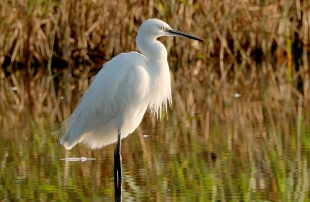 Das Geheimnis der Au