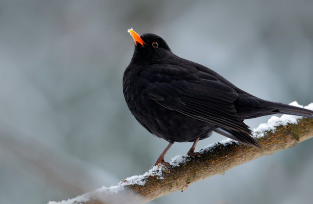 Das Geheimnis der Vögel