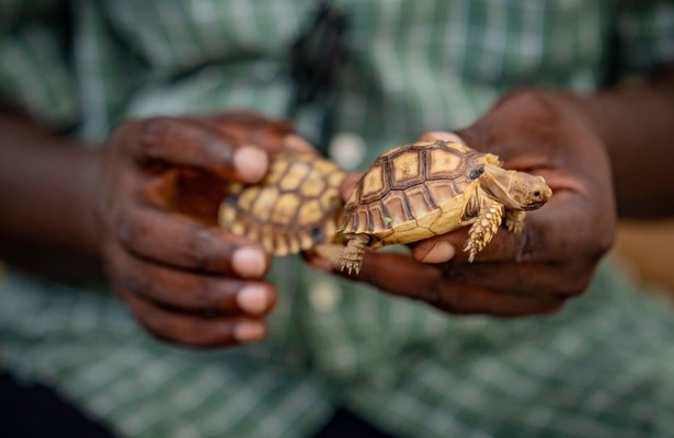 Das Überleben der Langsamsten