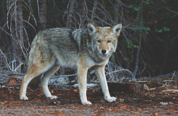 Das Waisenhaus für wilde Tiere