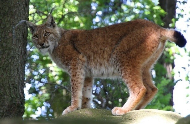 Das Waisenhaus für wilde Tiere