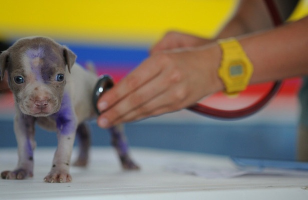 De dierenkliniek Down Under