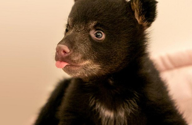 De Hongerspelen: de grote beer van Alaska