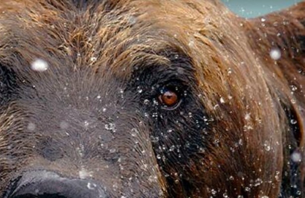 De Hongerspelen: de grote beer van Alaska