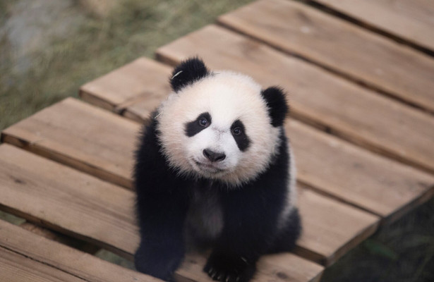 De kleine reuzenpanda - Het echte leven in de dierentuin