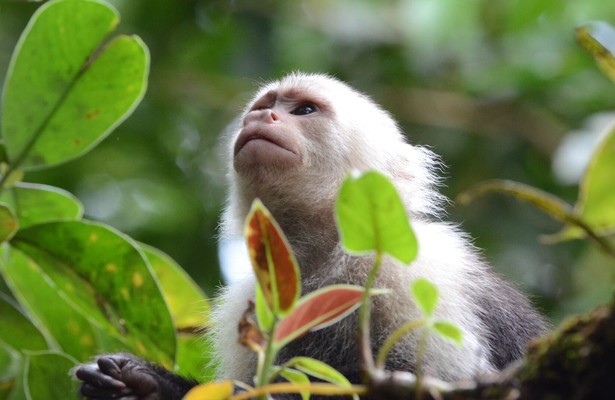 De natuur in: Colombia