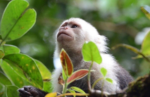 De natuur in: Colombia