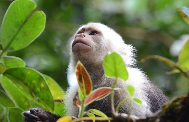 De natuur in: Colombia