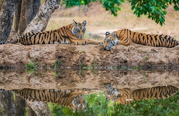 De natuur in: India