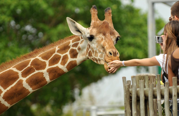 De zoo