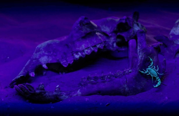 Dead By Dawn