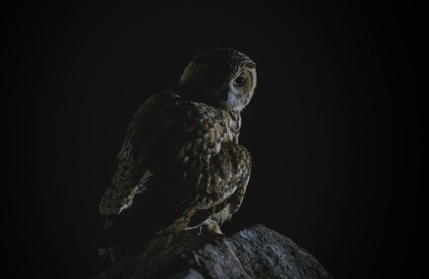 Dead By Dawn: Compilation