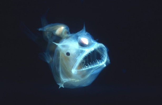 Deep Sea Dwellers