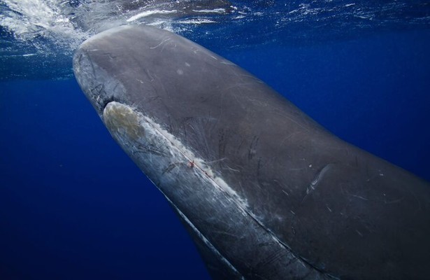 Deep Sea Killers