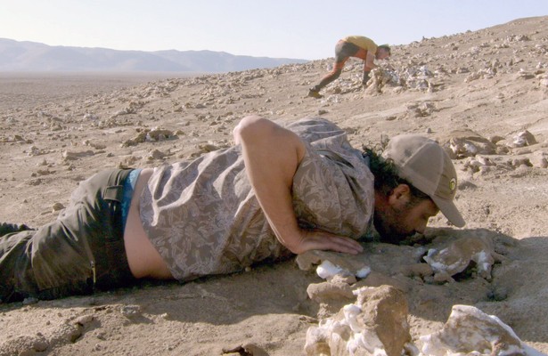 Den Sturmschwalben hinterher - Vom Humboldtstrom bis in die Atacama-Wüste