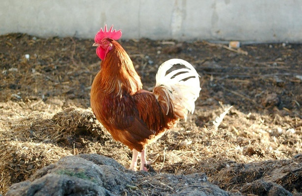 Der Bauer und das liebe Vieh