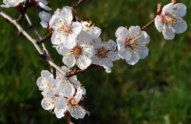 Der Duft der Marille - die sonnige Frucht der Wachau