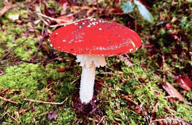 Der Fliegenpilz - Zwischen Mythos und Wissenschaft