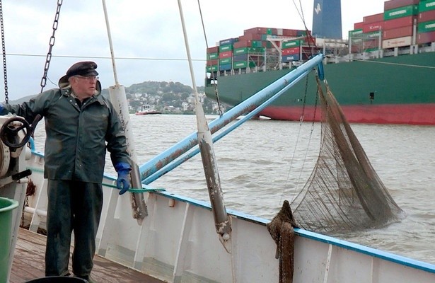 Der Stint - Ein Fisch und sein Fluss