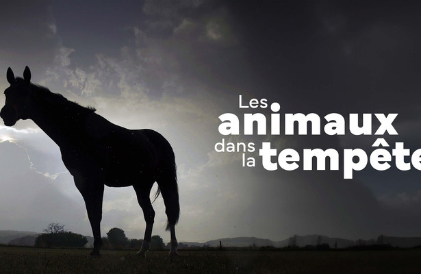 Der Sturm - Tiere bei Blitz und Donner