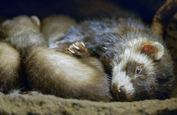 Der Waldiltis: Geschickter Jäger im Verborgenen