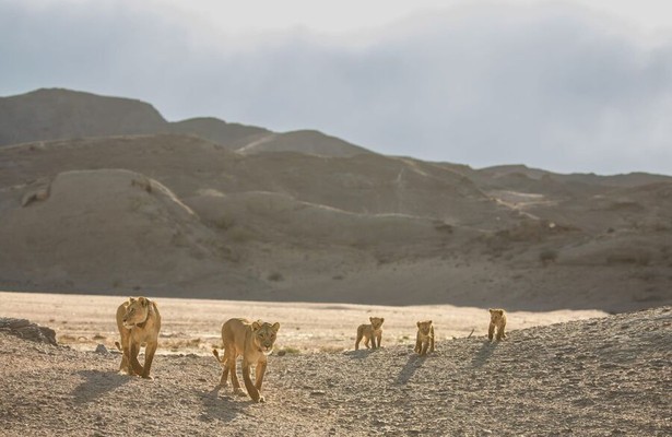 Desert Lions: Surviving At Skeleton Coast