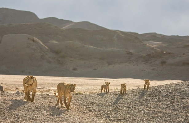 Desert Lions: Surviving At Skeleton Coast