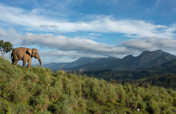 Destination Wild: India