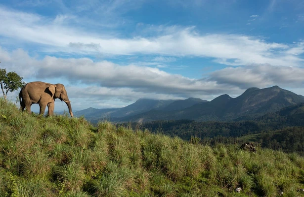 Destination Wild: India