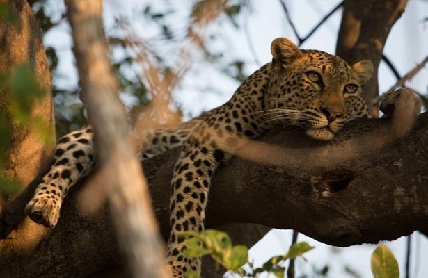 Diary of a teen leopard