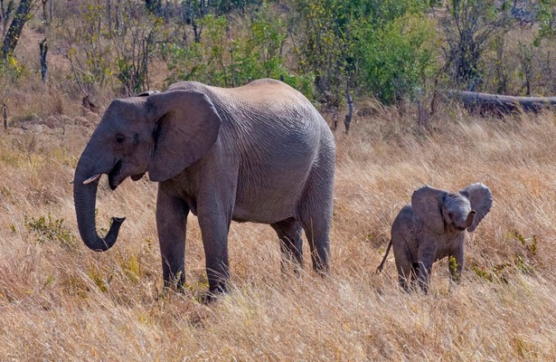 Die Elefanten der Victoriafälle