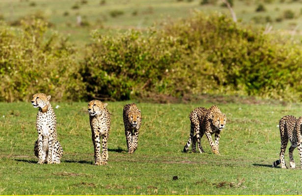 Die fünf Geparde