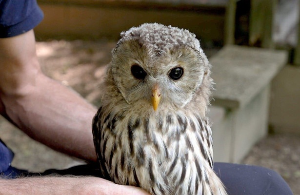 Die geheimnisvolle Sprache der Bäume - Unterwegs mit den Hütern des Waldes