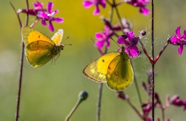 Die Geschichte vom orangeroten Heufalter