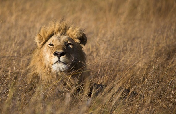 Die Großkatzen der Masai Mara