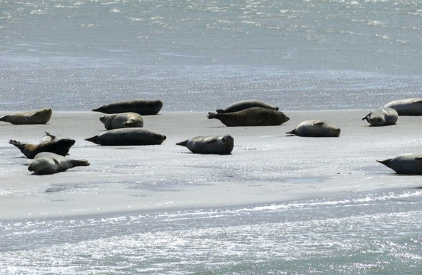 Die Halligen im Wattenmeer