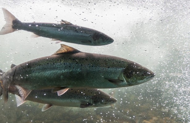 Die Leine flussabwärts: Surfer, Lachse und Trüffelträume