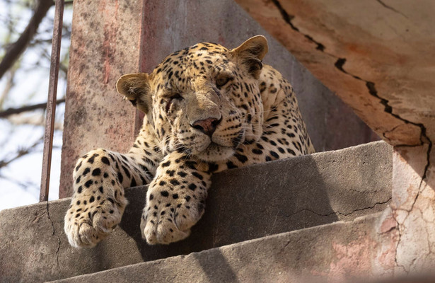 Die Leoparden-Dynastie - Aufstieg eines Prinzen