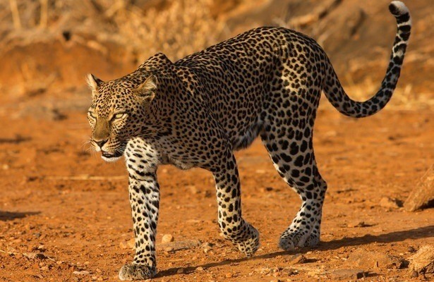 Die Leopardin