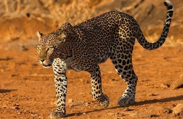 Die Leopardin