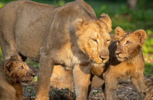 Die Löwinnen-Dynastie - Schicksalsjahre