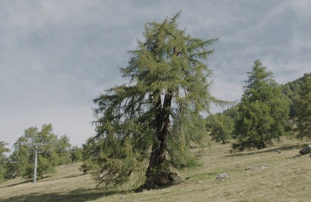 Die magische Welt der Bäume