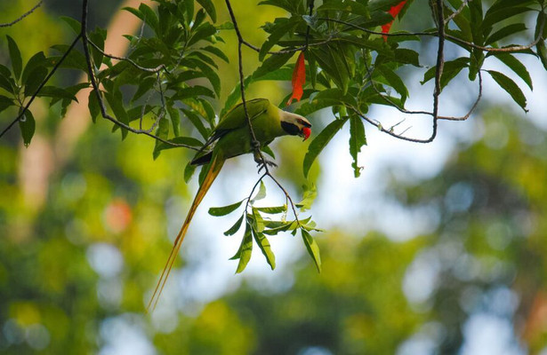Die Nikobaren - Auferstehung eines Archipels